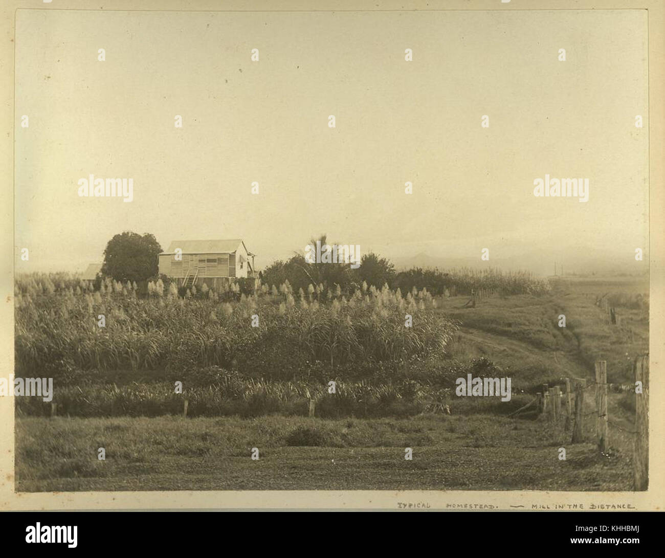 1 239631 Typical highset home in the Innisfail district Stock Photo Alamy