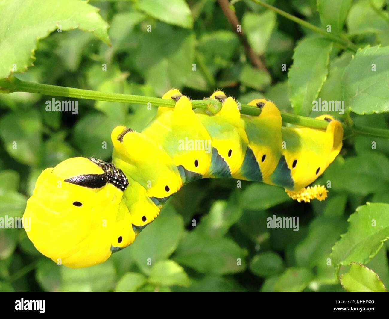 Acherontia atropos larva 01 Stock Photo