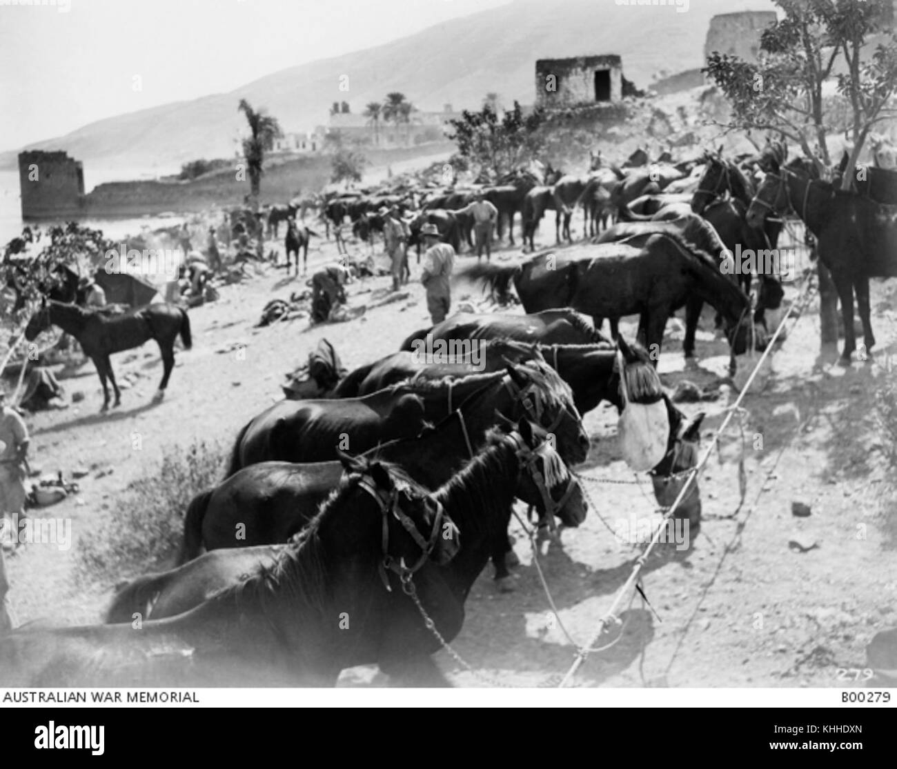 The horse lines of the 8th Australian Light Horse Regiment outside the