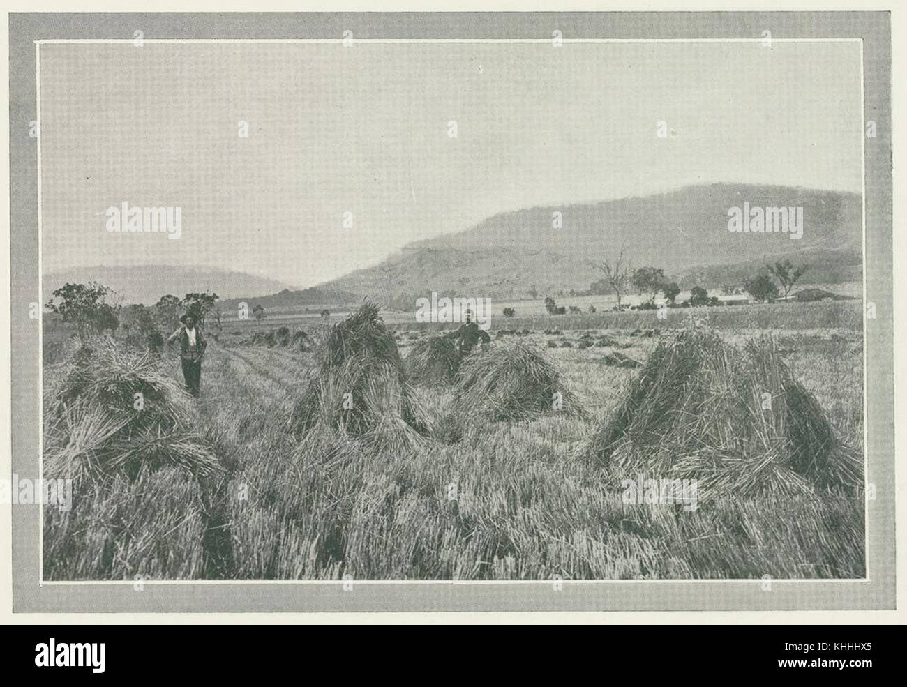 Haymaking techniques hi-res stock photography and images - Alamy
