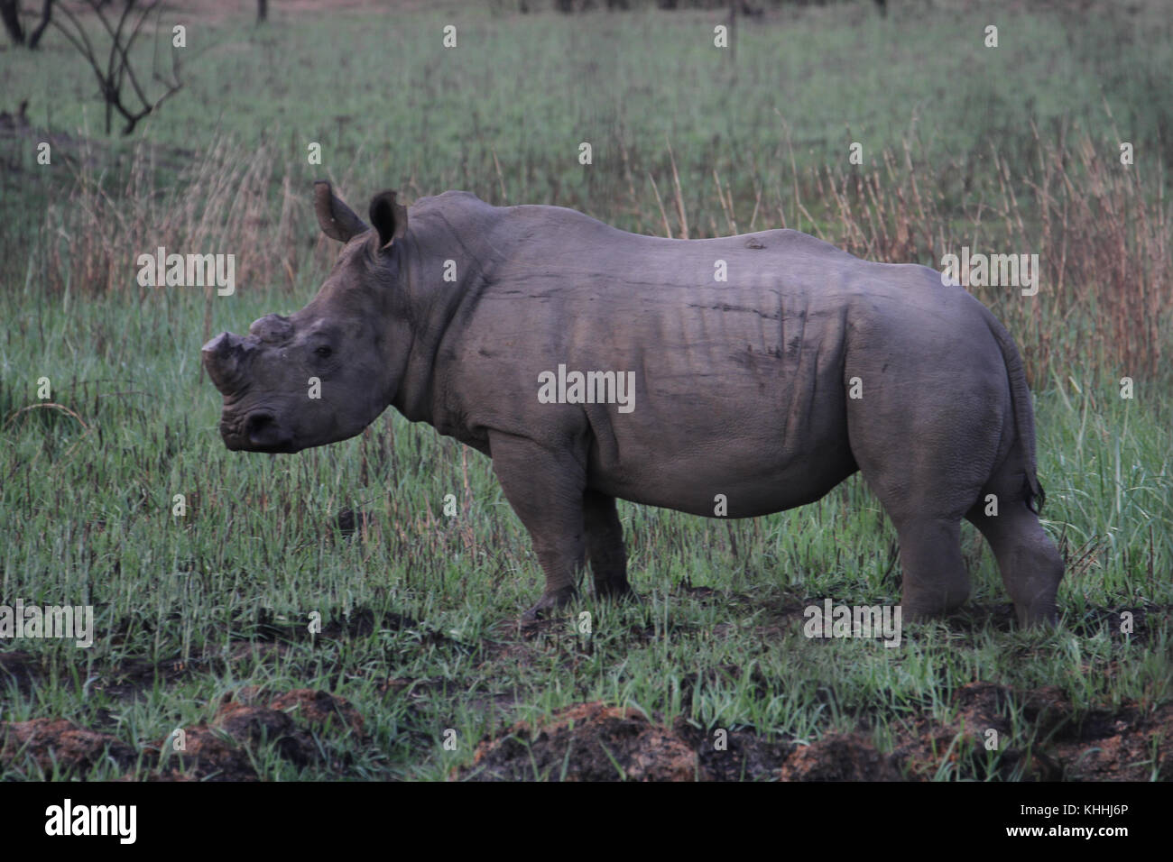 MATOPOS, ZIMBABWE -  17 October. A de-horned white rhino.  Horn less rhinos are not poached and this is one way of saveing the endangered spices from extinction. Credit: David Mbiyu/Alamy Live News Stock Photo