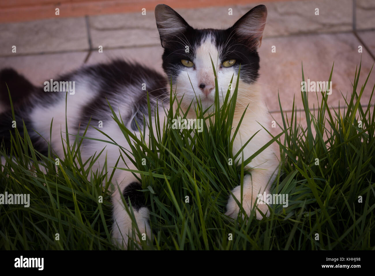 Black and white cat on grass Stock Photo - Alamy