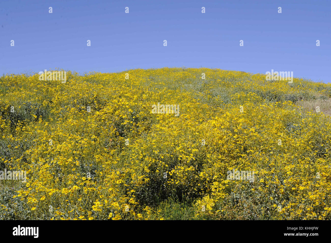 A field of brittlebush plants flowers Stock Photo Alamy