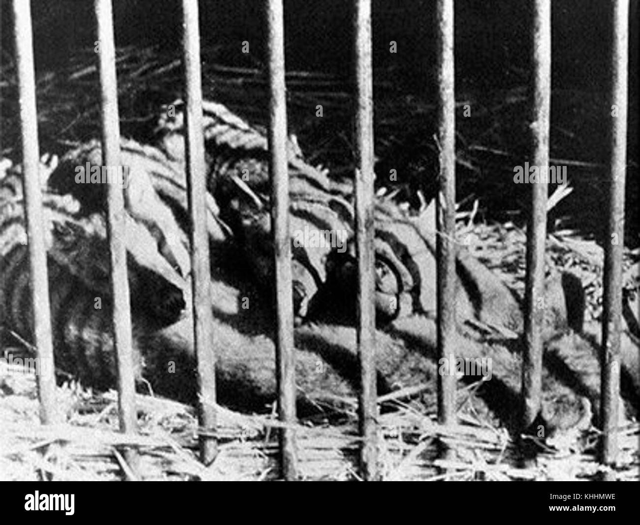 Thylacine babies Stock Photo