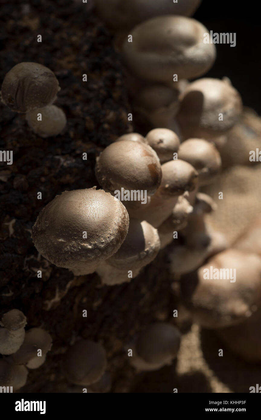 Shiitake mushroom growing on a substrate log is one of the many