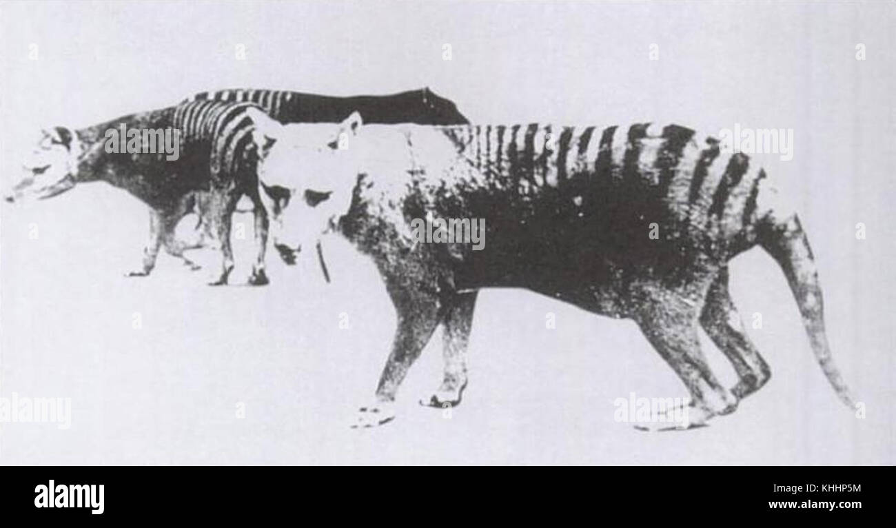 Thylacine pouch Stock Photo