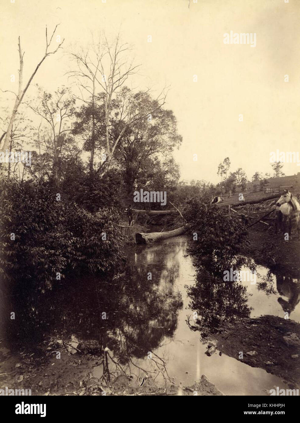 Cabbage tree creek hires stock photography and images Alamy