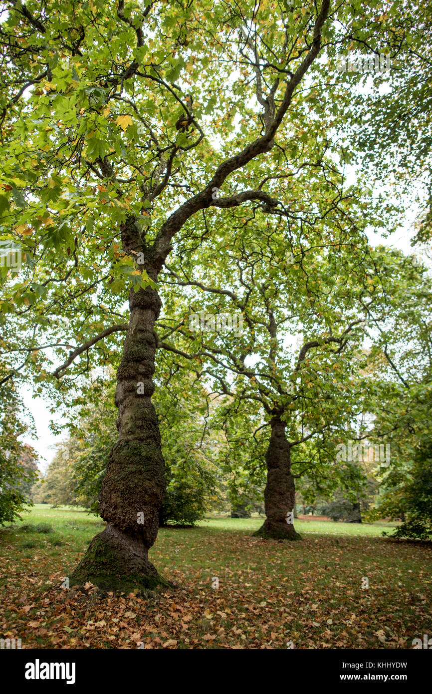 London Plane tree in Hyde Park London Stock Photo