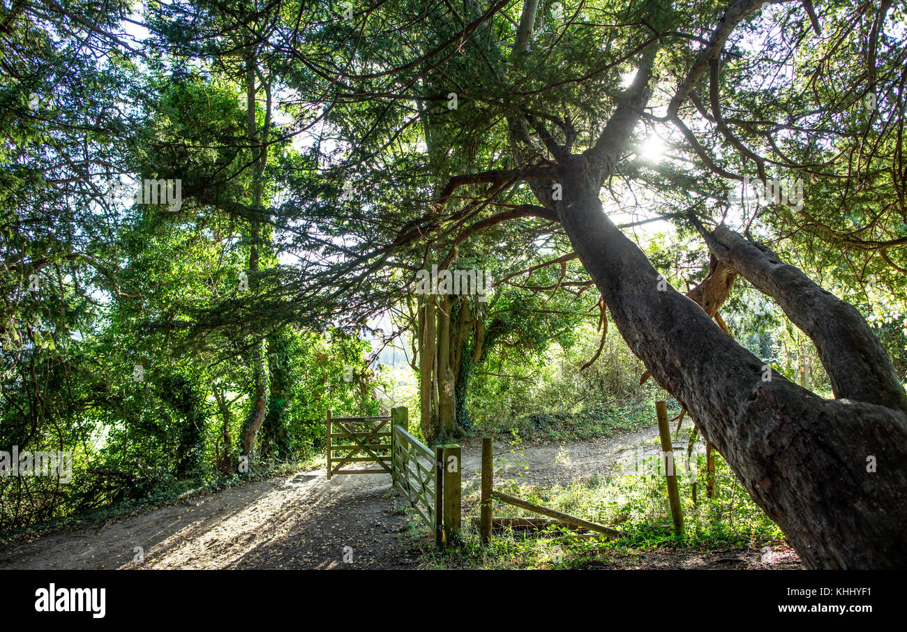 Pilgrims Way BoxHill Surrey UK Stock Photo