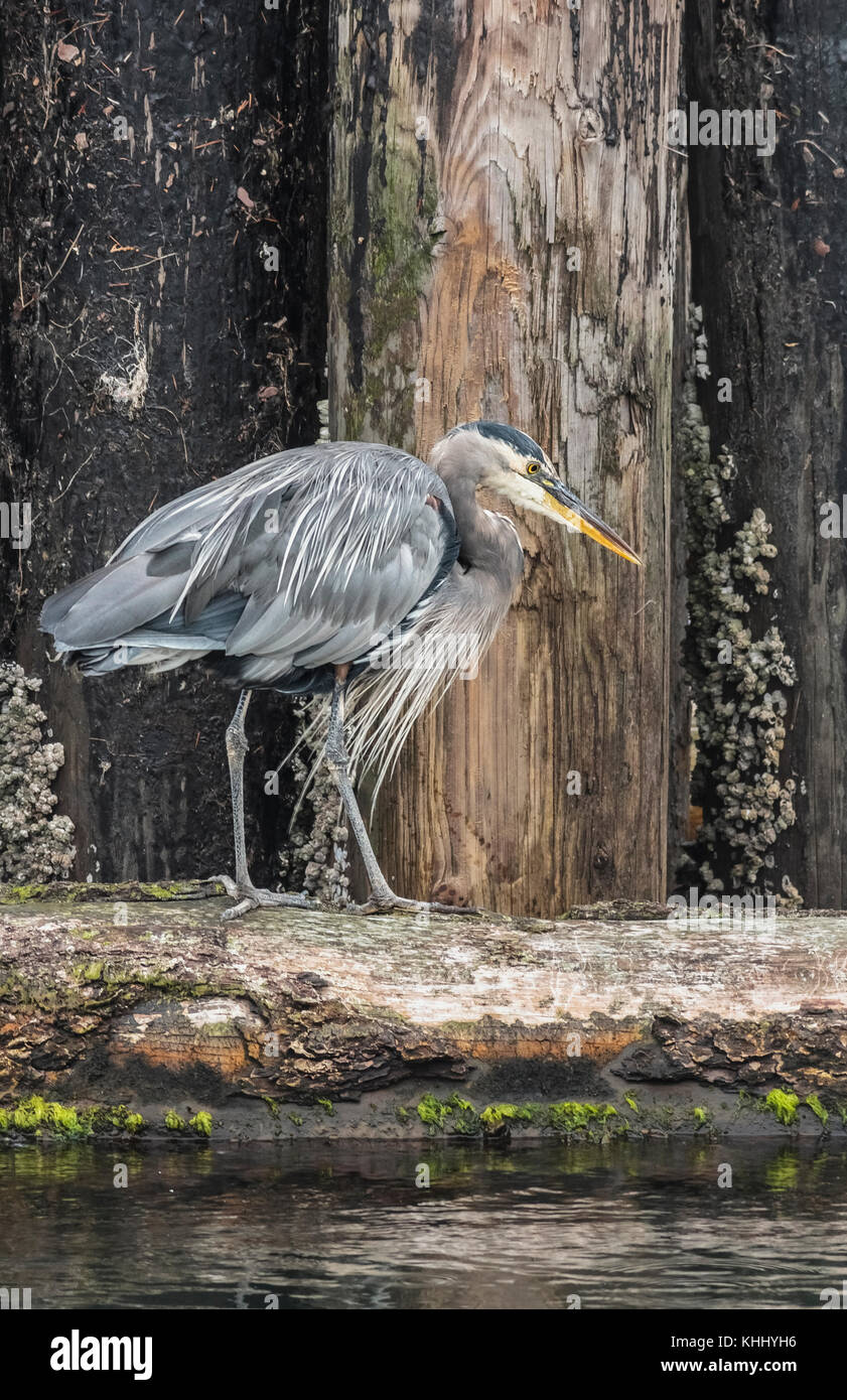 The long feathers of a Great Blue heron are on display as the bird, watchful for prey, stands on a log beside barnacle-encrusted pilings. Stock Photo