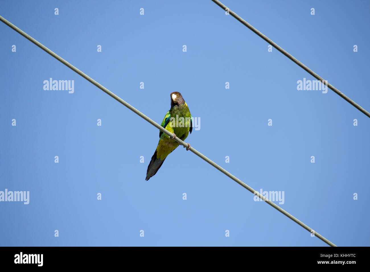 A brightly green feathered Australian Ringneck (Barnardius zonarius)  a parrot native to Australia perches on a suburban power line on a fine day Stock Photo
