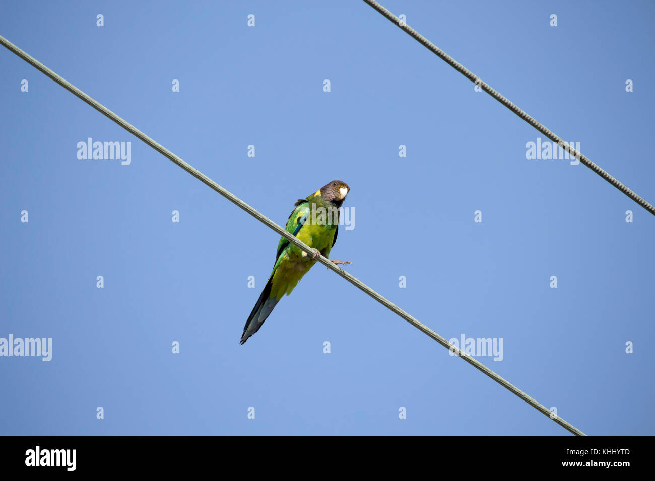 A brightly green feathered Australian Ringneck (Barnardius zonarius)  a parrot native to Australia perches on a suburban power line on a fine day Stock Photo