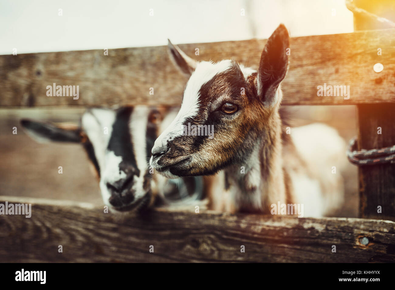 Baby Goat High Resolution Stock Photography And Images Alamy