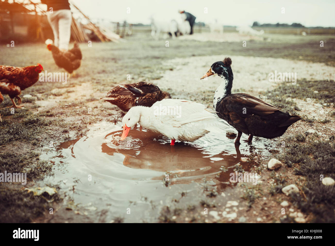 Free range living ducks Stock Photo Alamy