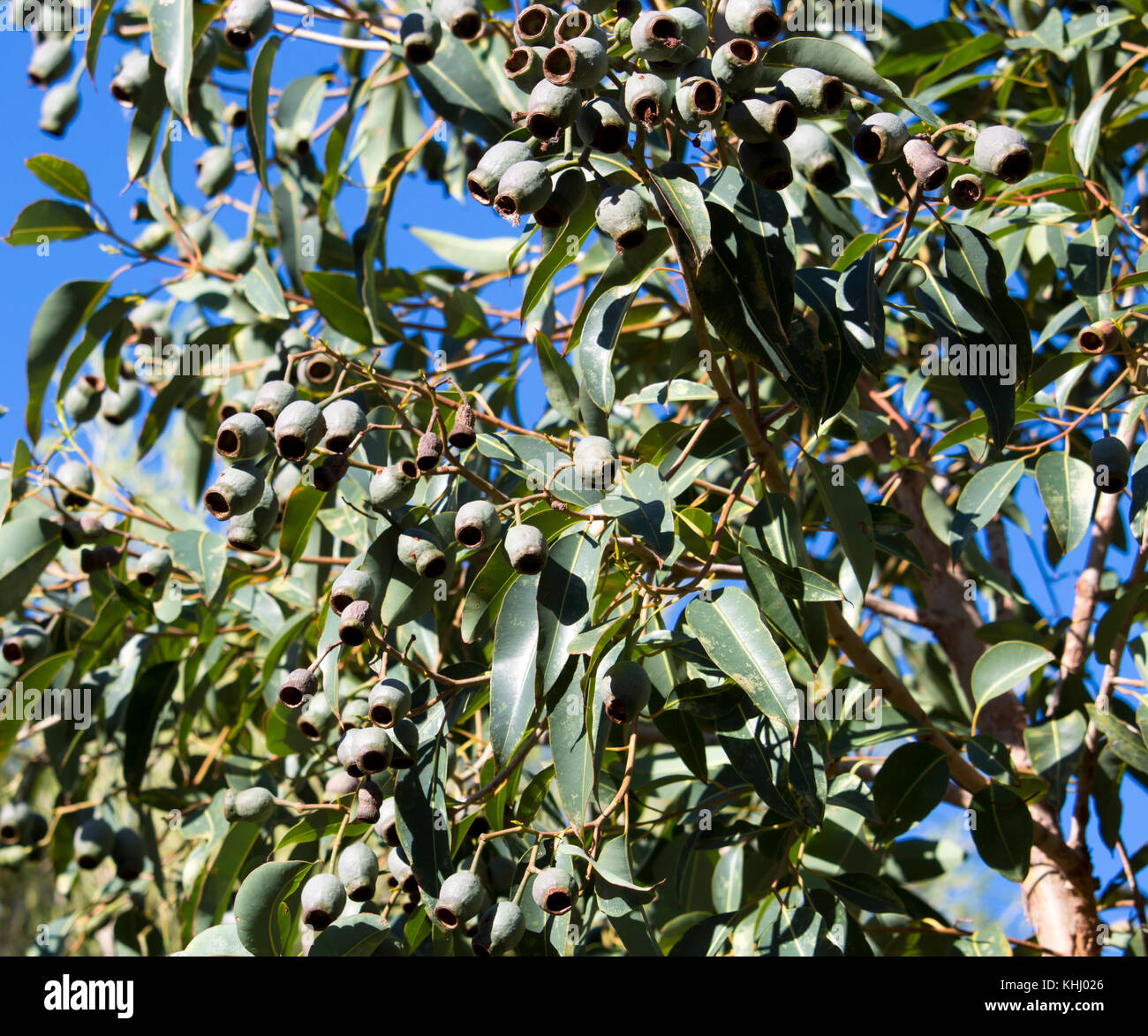 Large green gum nuts of Australian Eucalyptus species gum tree in late