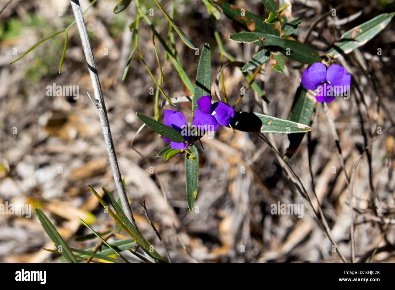 Bright purple Holly leaved  Hovea chorizemifolia West Australia native wildflower or  Purple pea  flowering in early spring  in Crooked Brook . Stock Photo