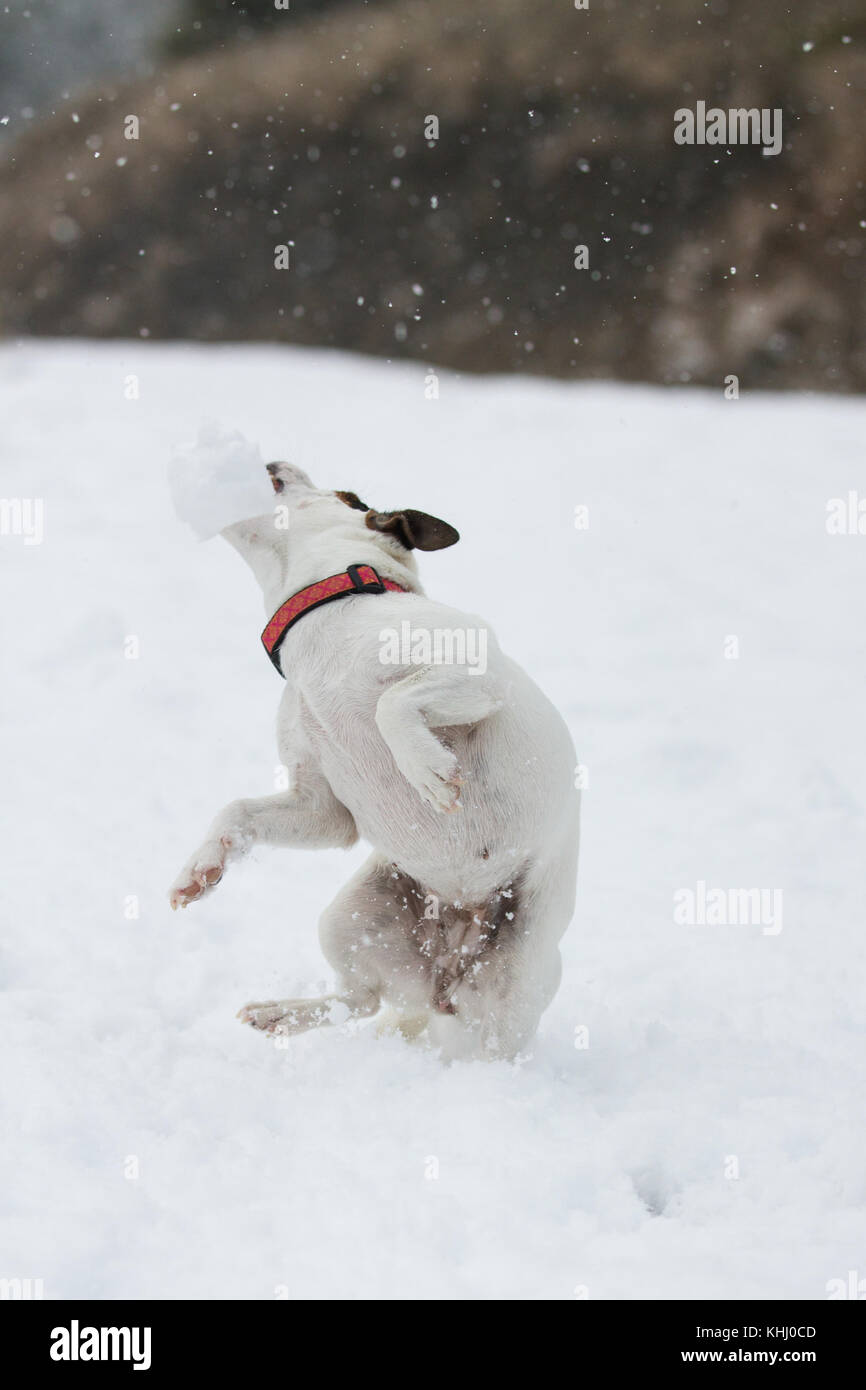 Dog catching snowball Stock Photo Alamy