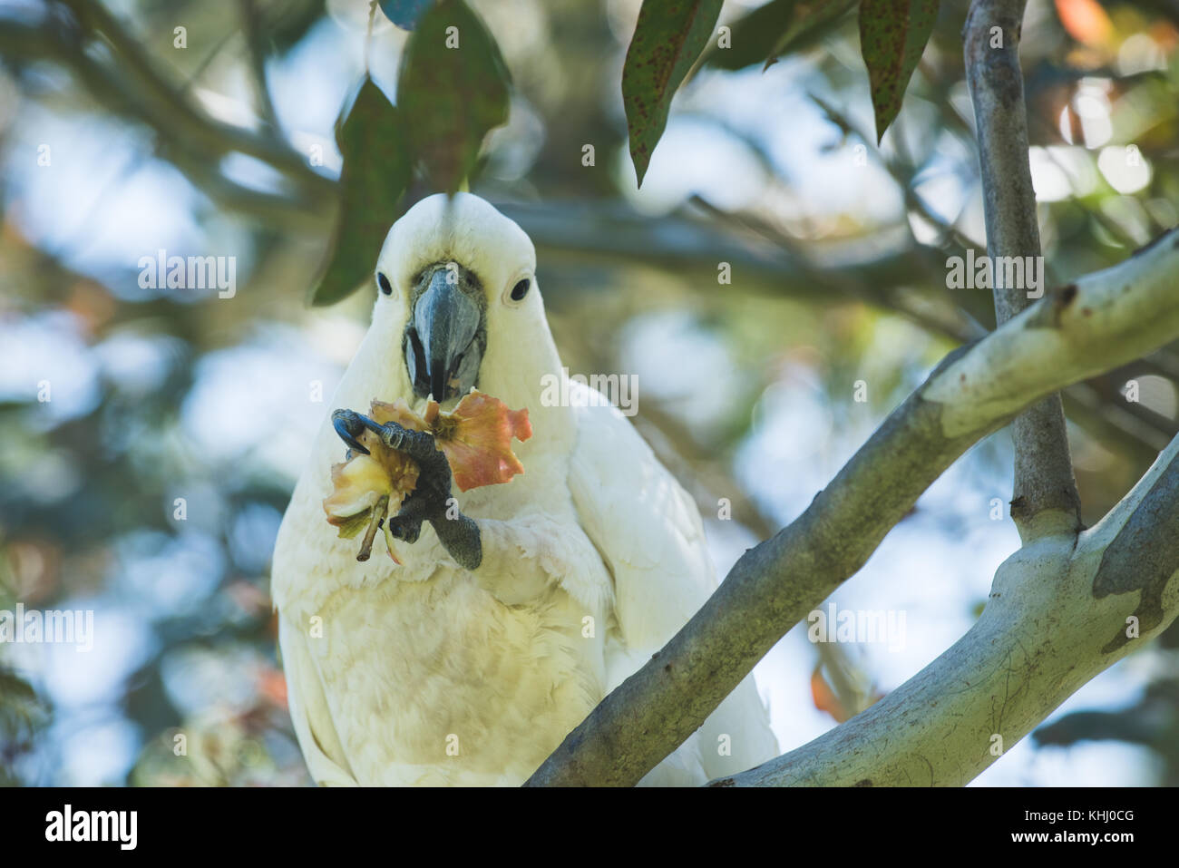 A white cockatoo in Australia perched up in a tree eating an apple core. Stock Photo