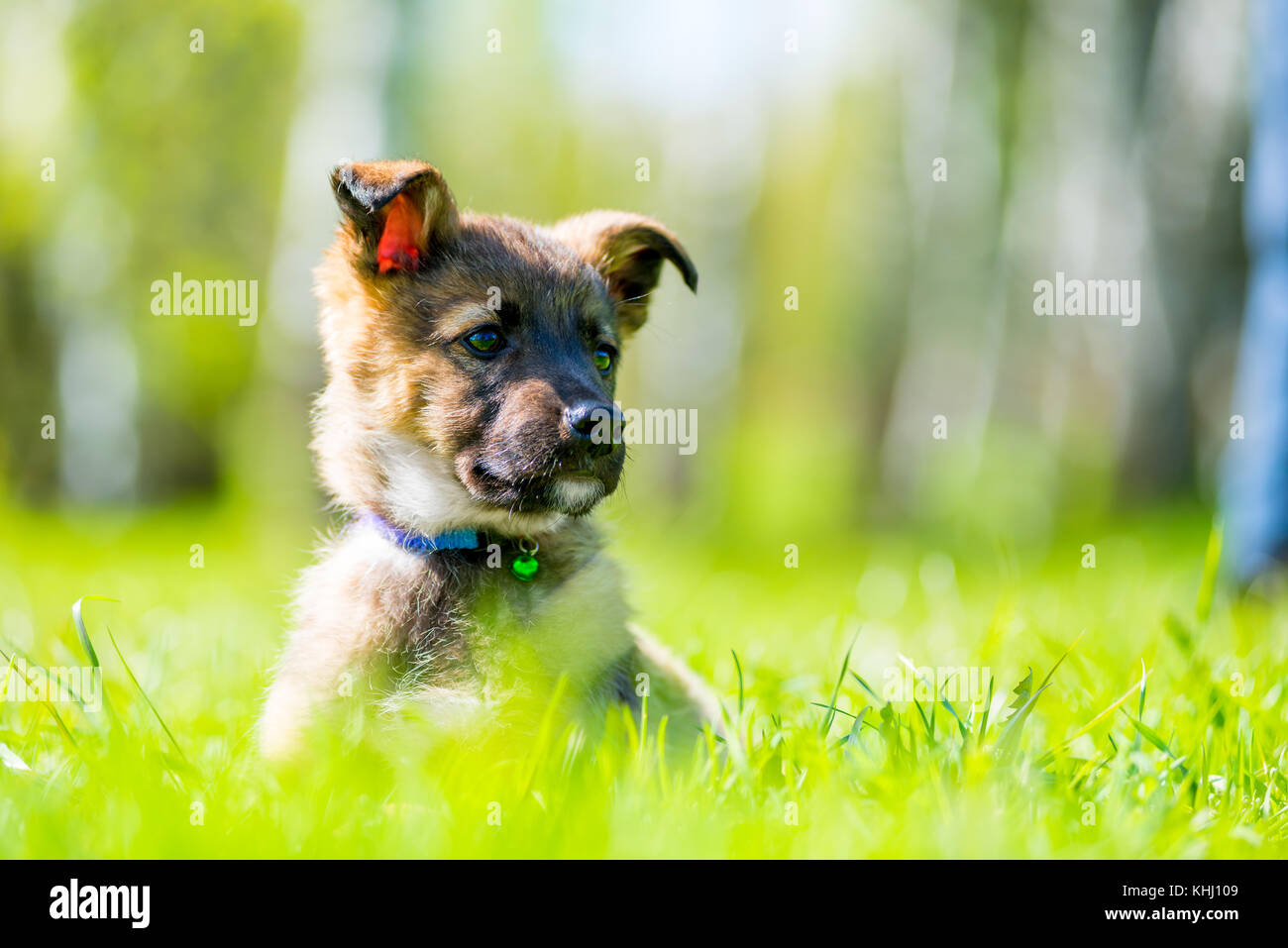 beautiful little puppy posing sitting in green grass on the lawn Stock ...