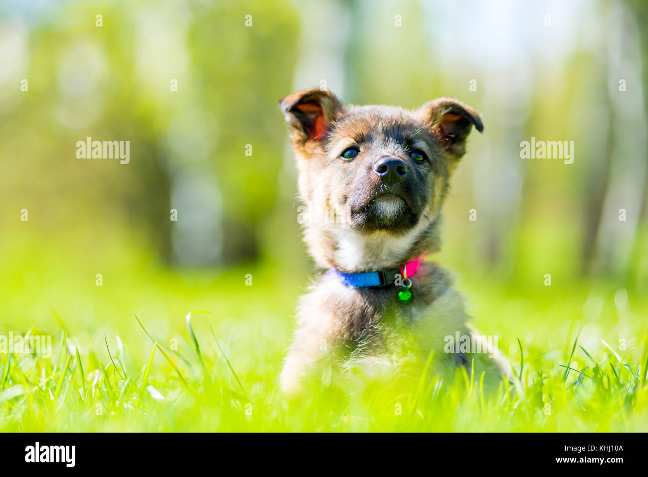 proud little puppy posing sitting in green grass on the lawn Stock ...