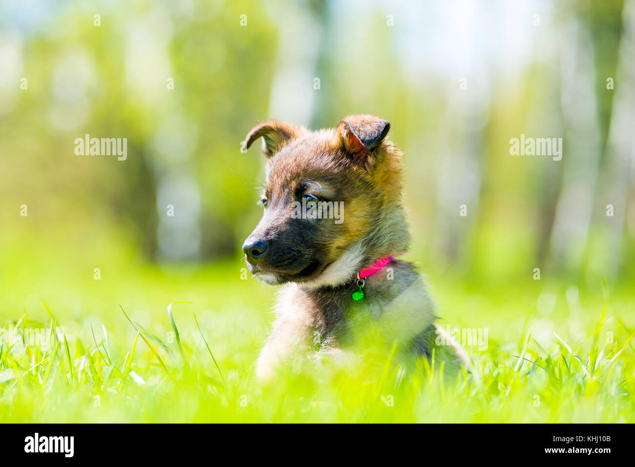 ittle puppy posing sitting in green grass on the lawn Stock Photo - Alamy
