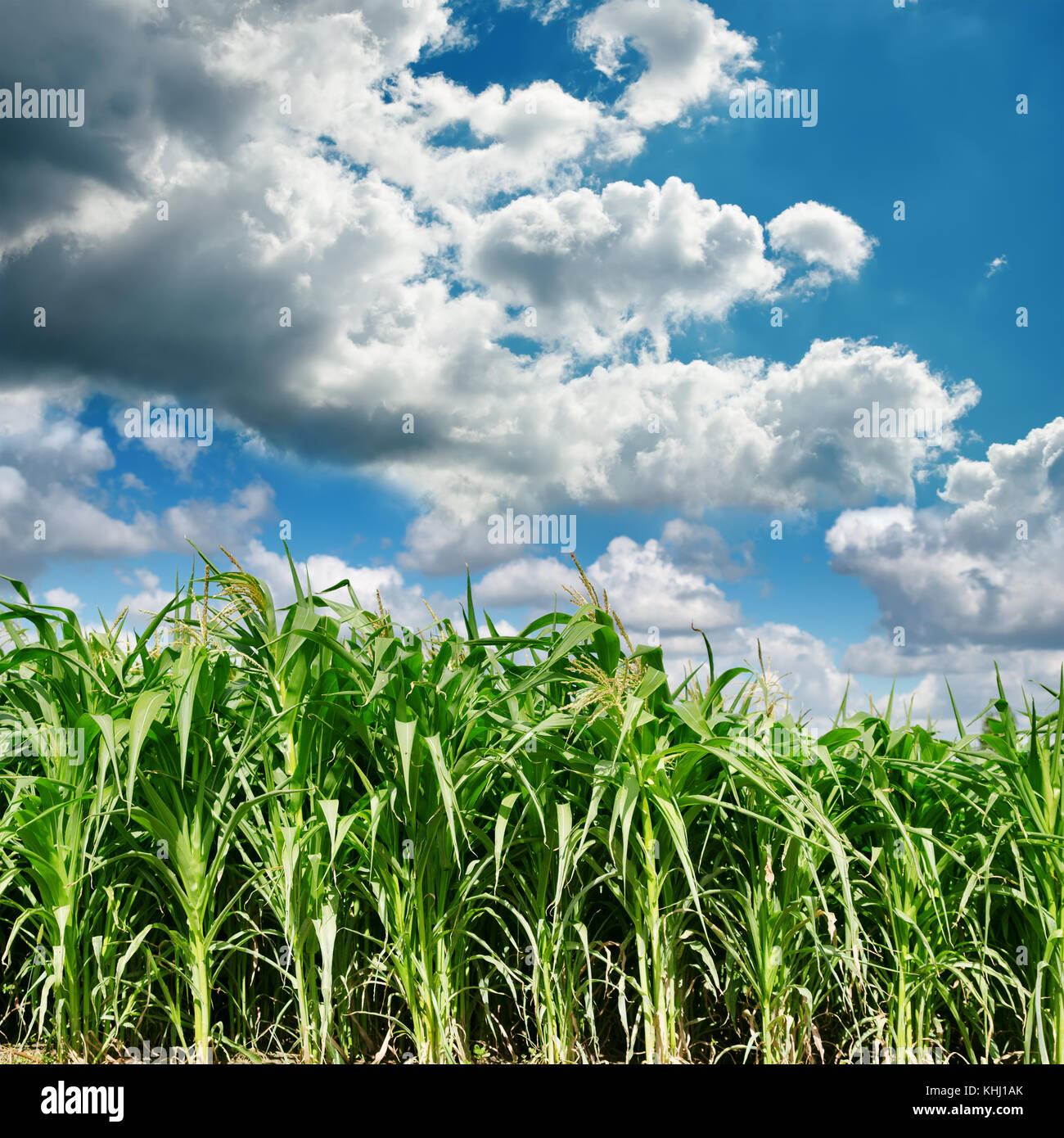 Dark clouds over a grain field hi-res stock photography and images - Alamy