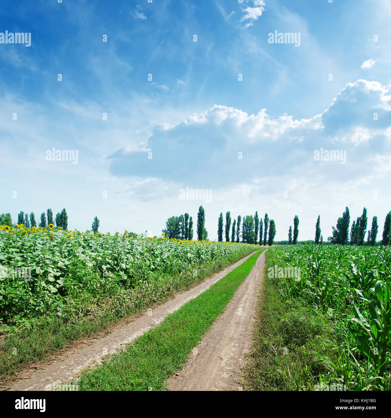 rural road in green fields and blue cloudy sky Stock Photo - Alamy