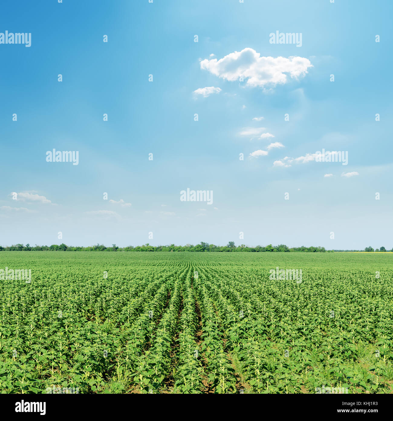 field with green sunflowers under sunny blue sky Stock Photo - Alamy