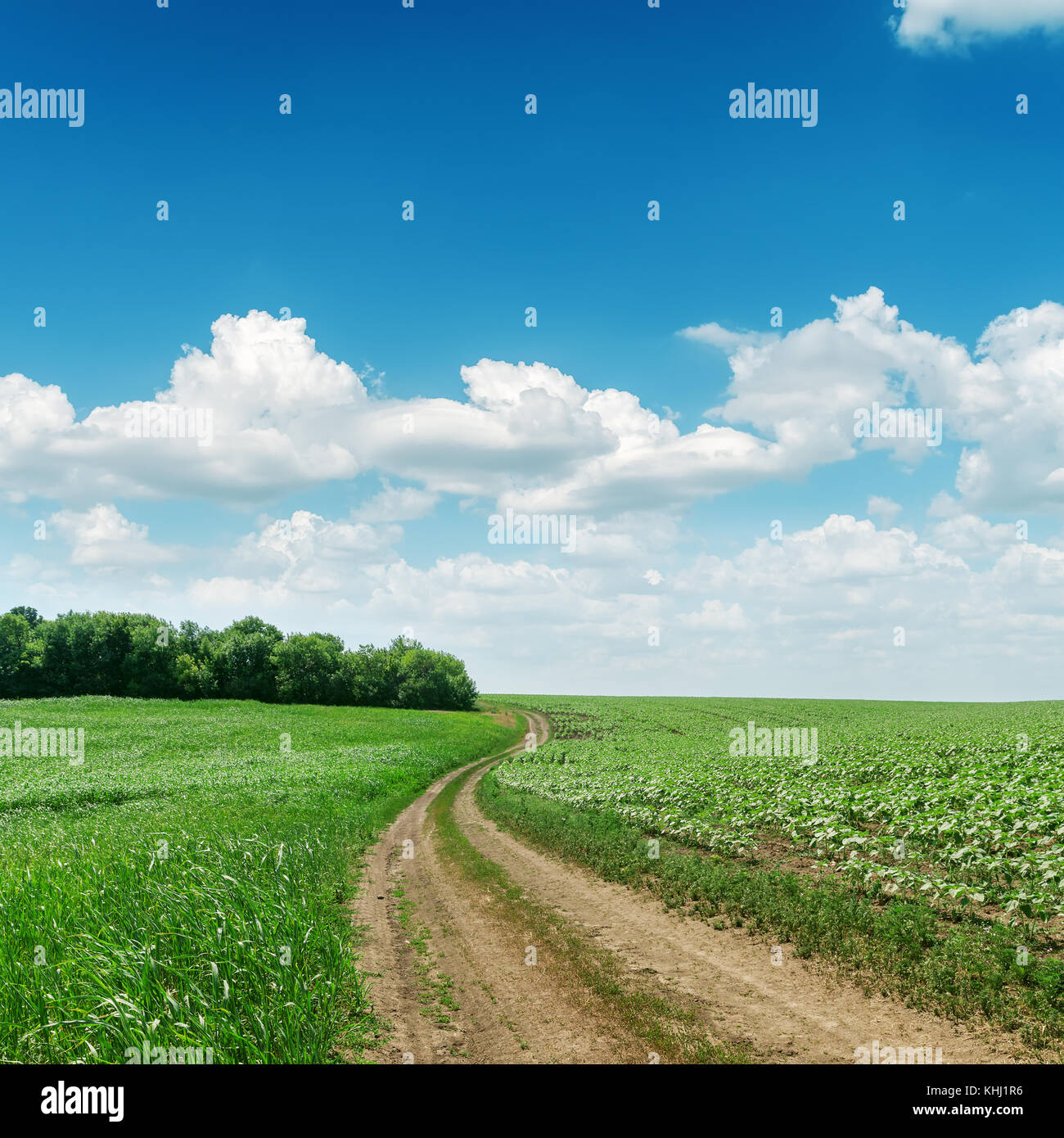 road in green fields and blue sky with clouds Stock Photo - Alamy