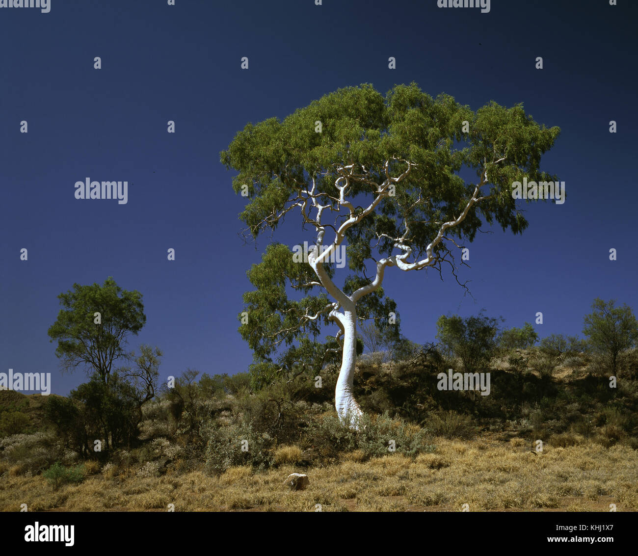 Ghost gum (Corymbia aparrerinja), Trephina Nature Park, East