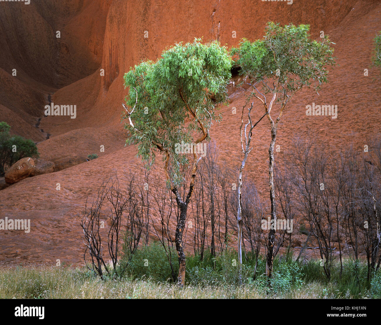 Trees at the base of Uluru, Uluru-Kata Tjuta National Park, Northern Territory, Australia Stock Photo