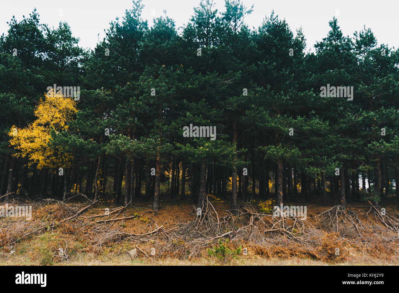 Pine trees in the forest Stock Photo - Alamy