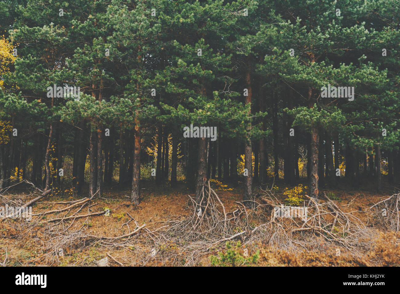 Pine trees in the forest Stock Photo - Alamy