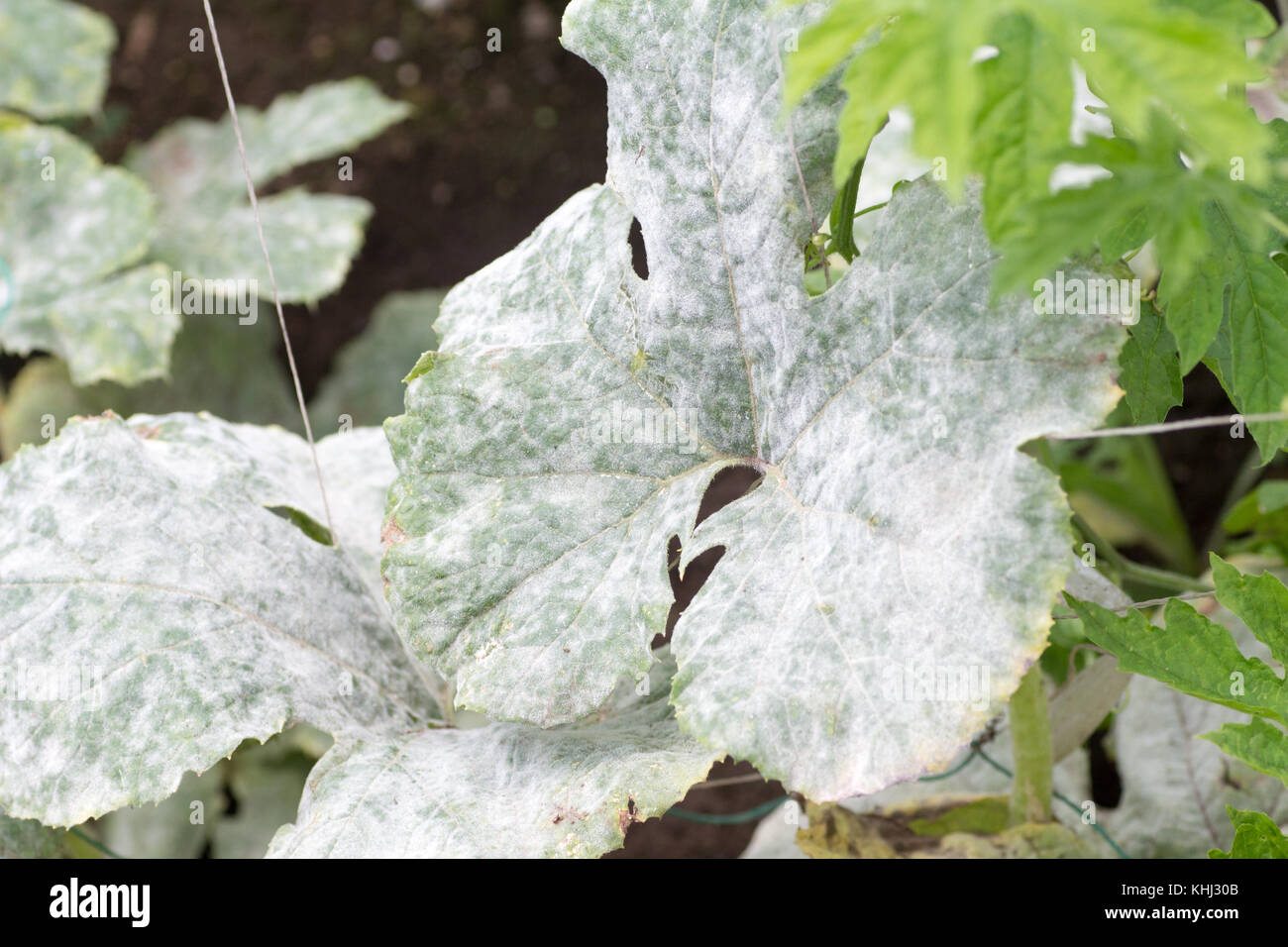Fatal fungus on plants called powdery mildew in summer on farm Stock Photo