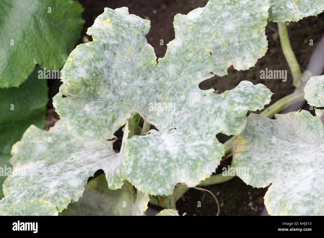 Fatal fungus on plants called powdery mildew in summer on farm Stock Photo