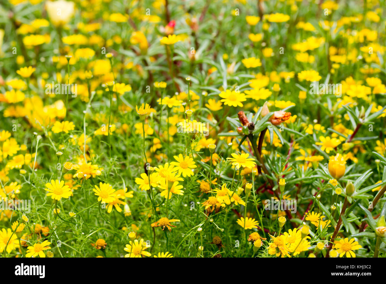 Dahlberg daisy in full bloom Stock Photo