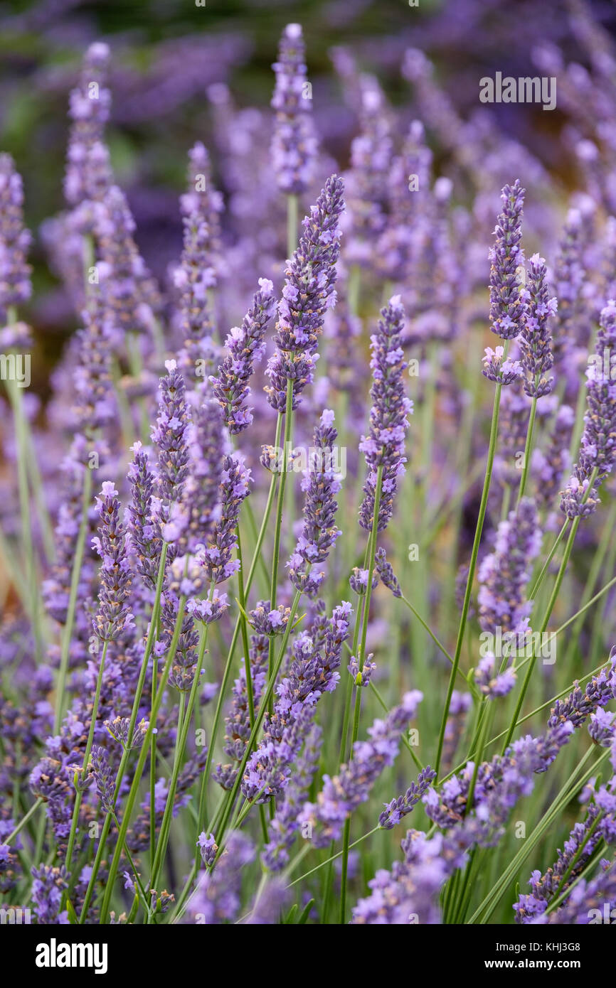 Blooming lavender in a field Stock Photo