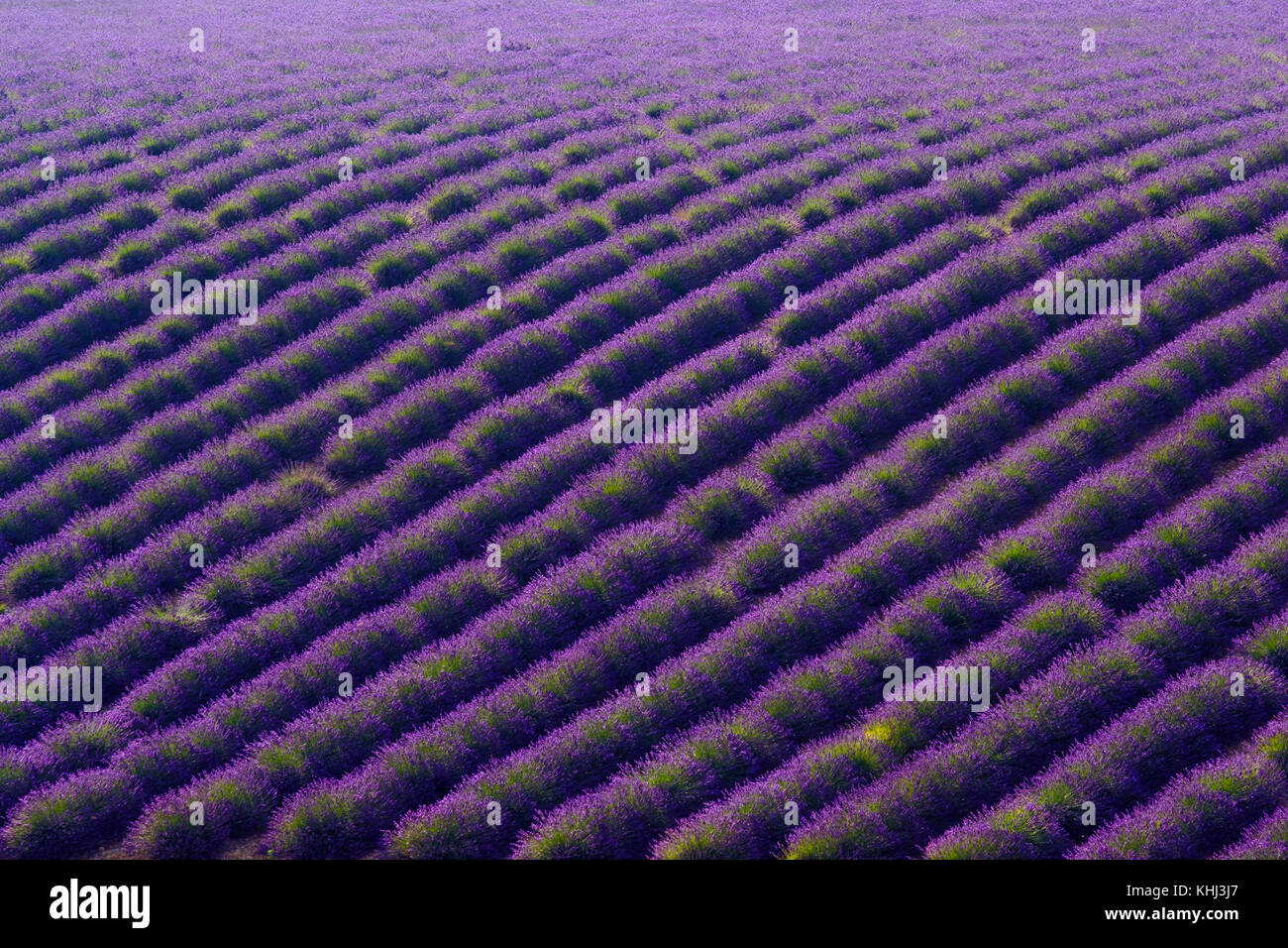 Blooming lavender in a field Stock Photo