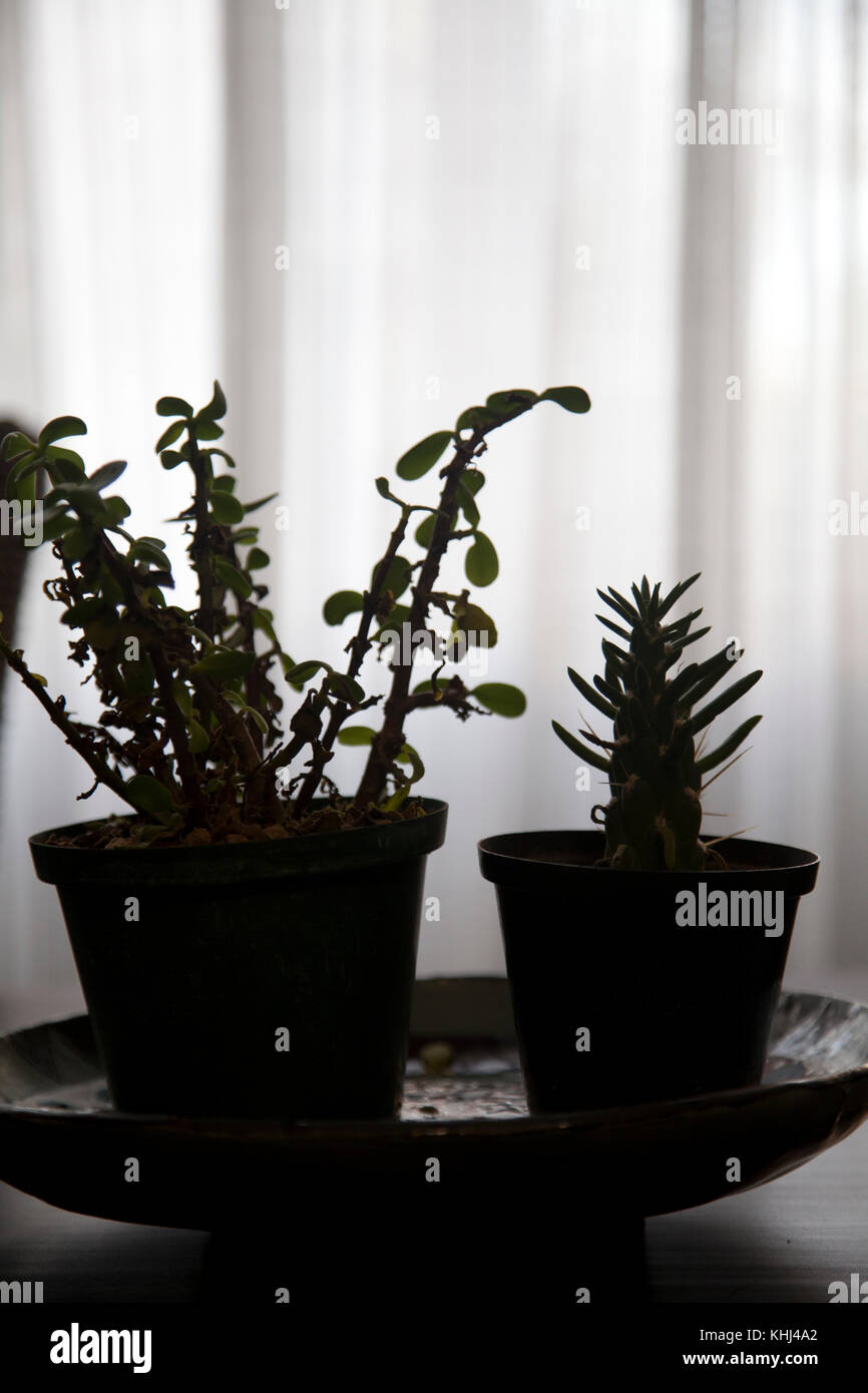 Cacti in Bowl Indoor Silhouette Stock Photo