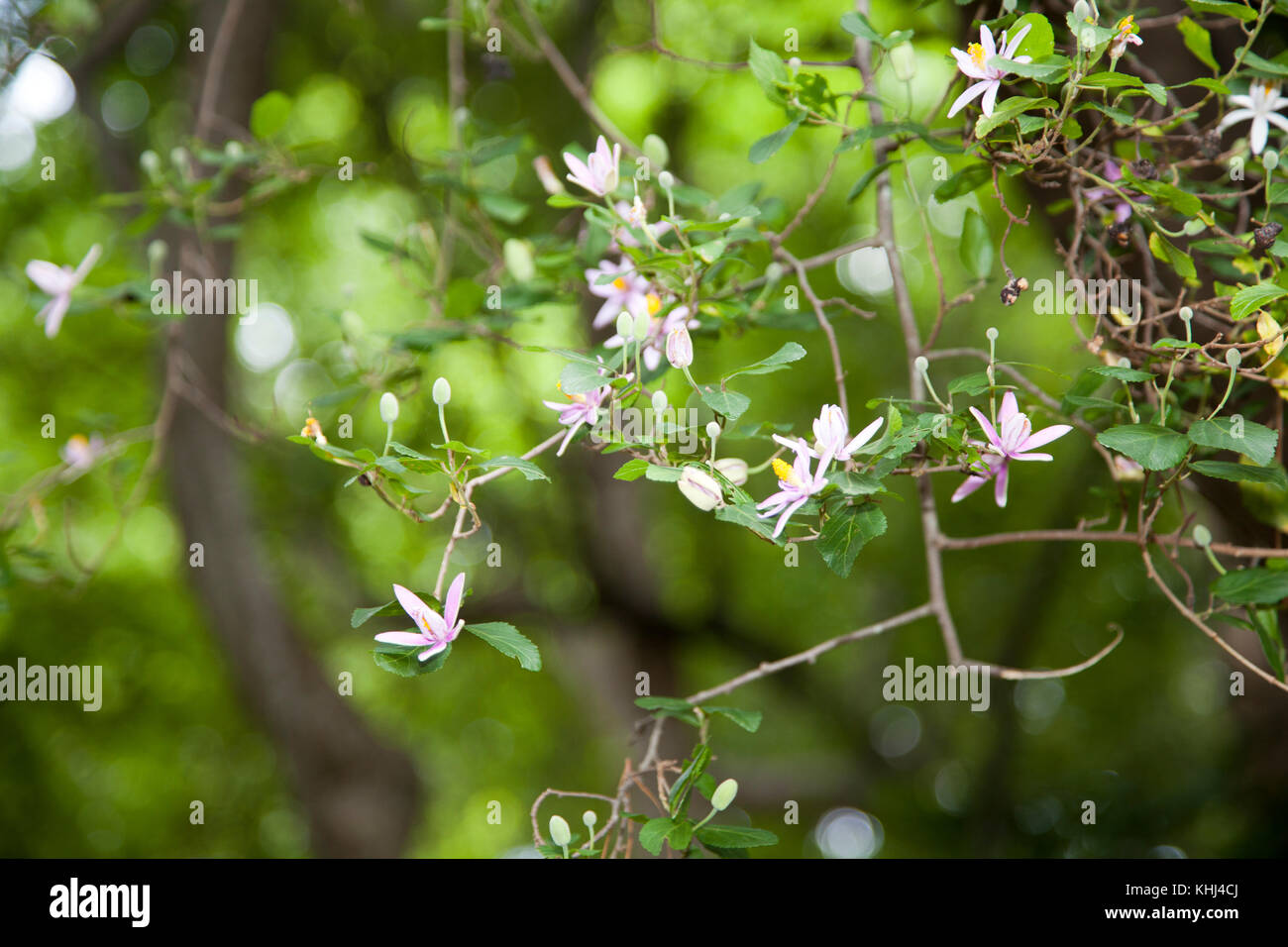 Wild Flowers at De Hel Conservation Park on Slopes on Table Mountain in Constantia - Cape Town - South Africa Stock Photo