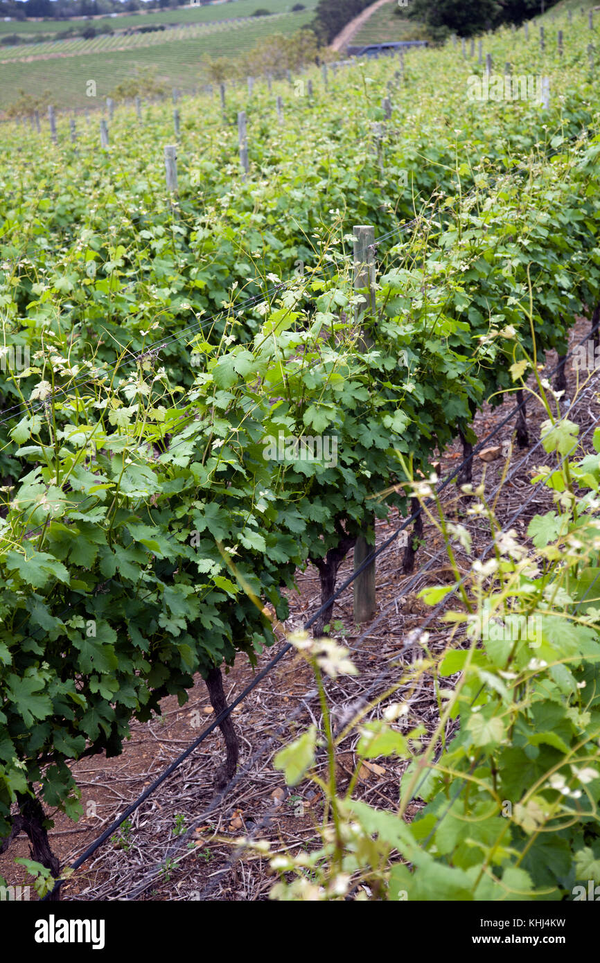 Beau constantia hires stock photography and images Alamy