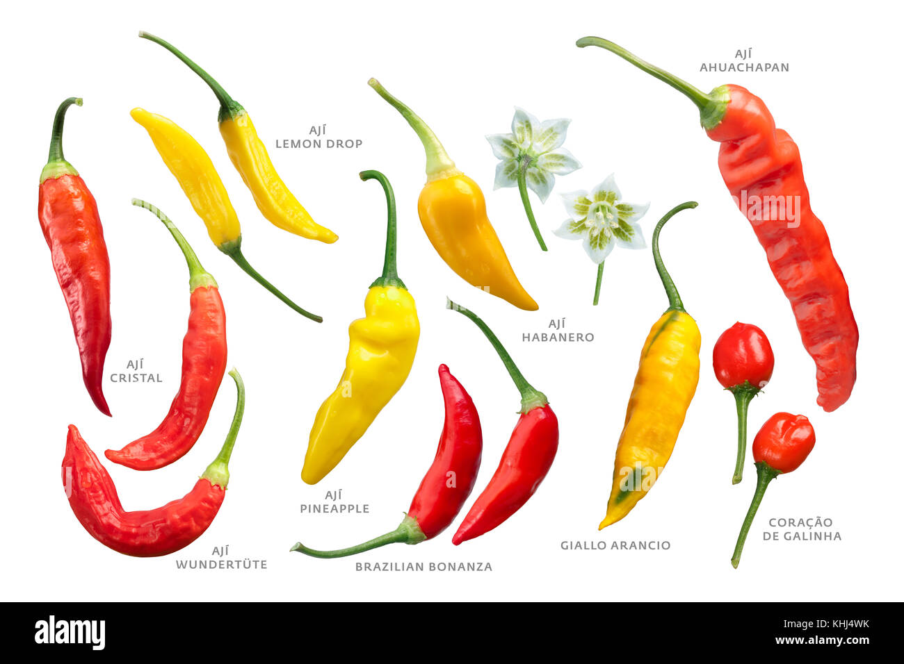 Aji chile peppers (Capsicum baccatum) collection. Clipping paths for each Stock Photo
