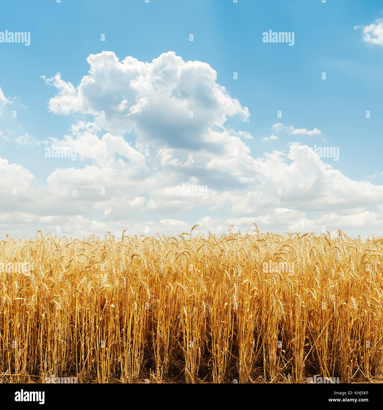 golden harvest field and cloudy sky Stock Photo - Alamy