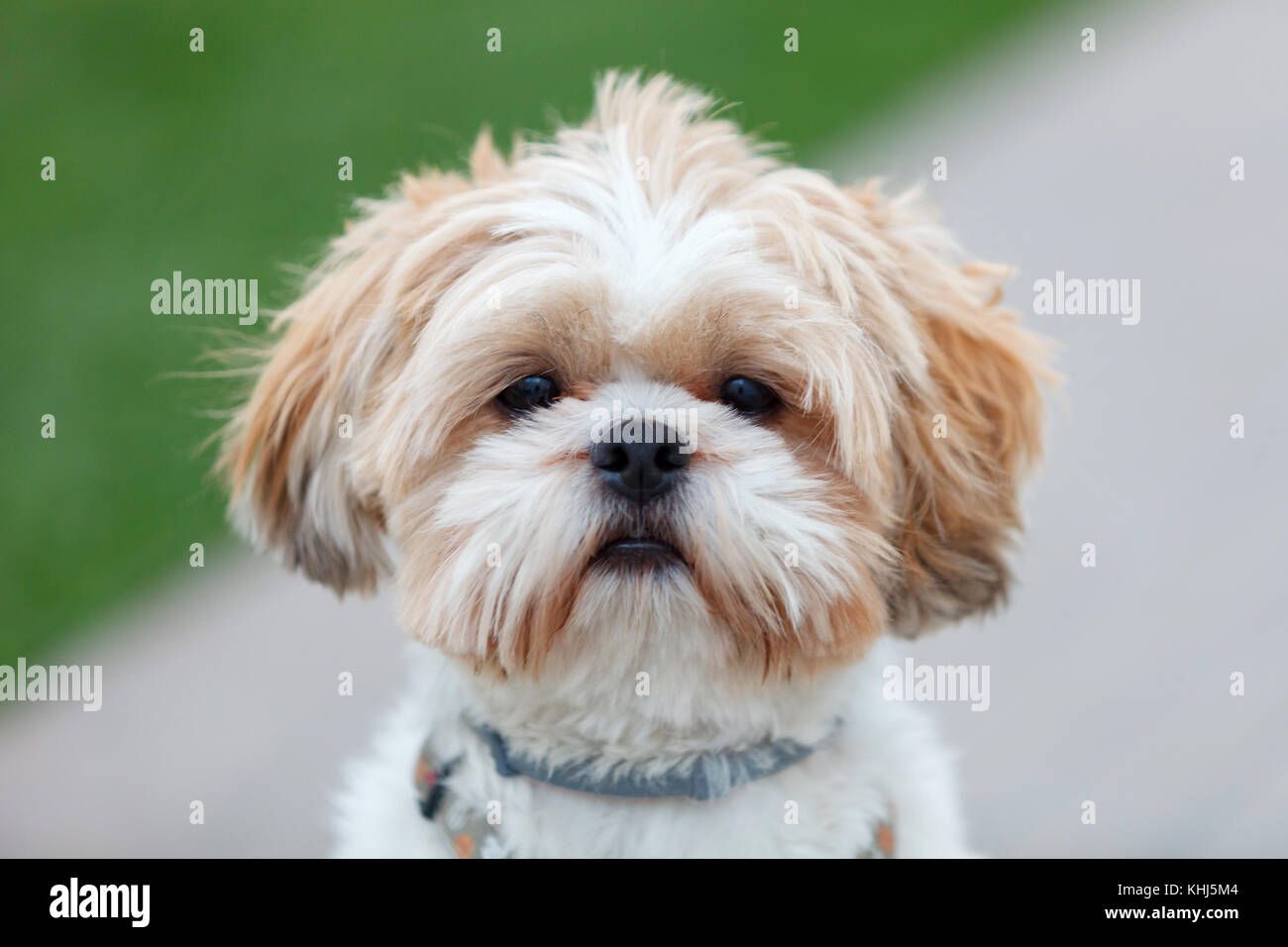 Adorable shih hot sale tzu