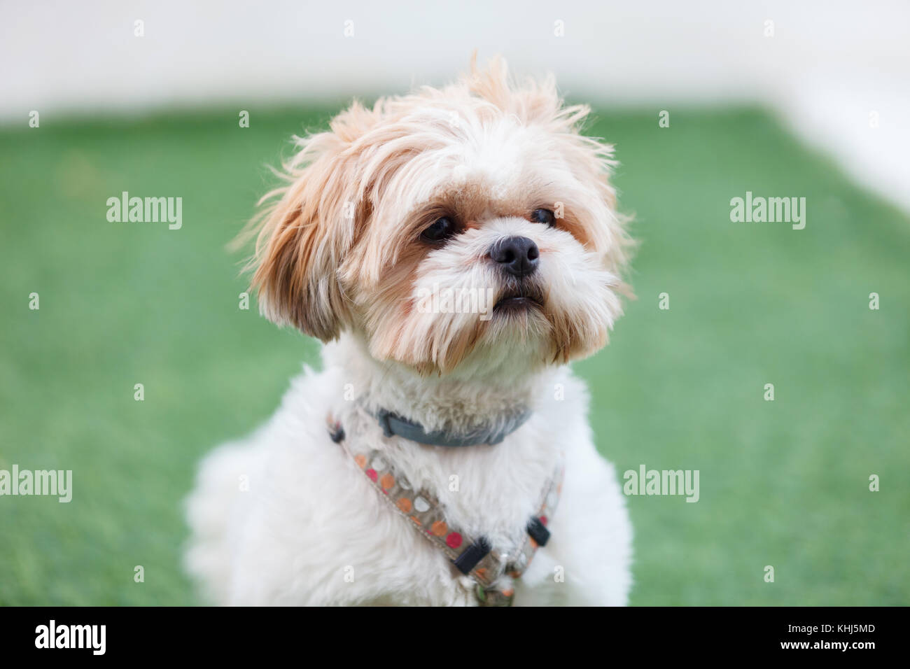 Portrait Of A Adorable Shih Tzu Dog With A Funny Face Stock Photo