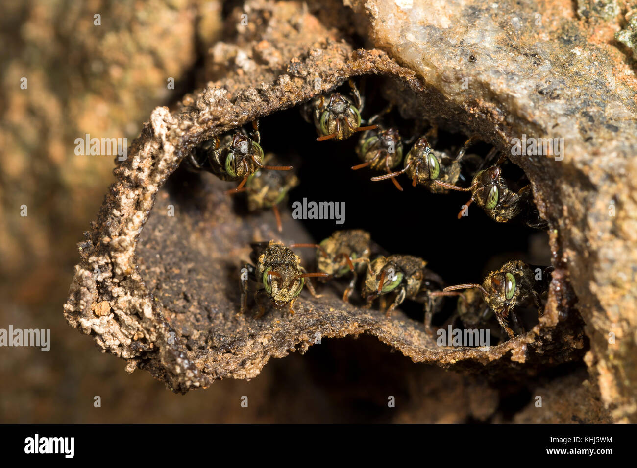 little stingless bees at the entrance to their hive Stock Photo