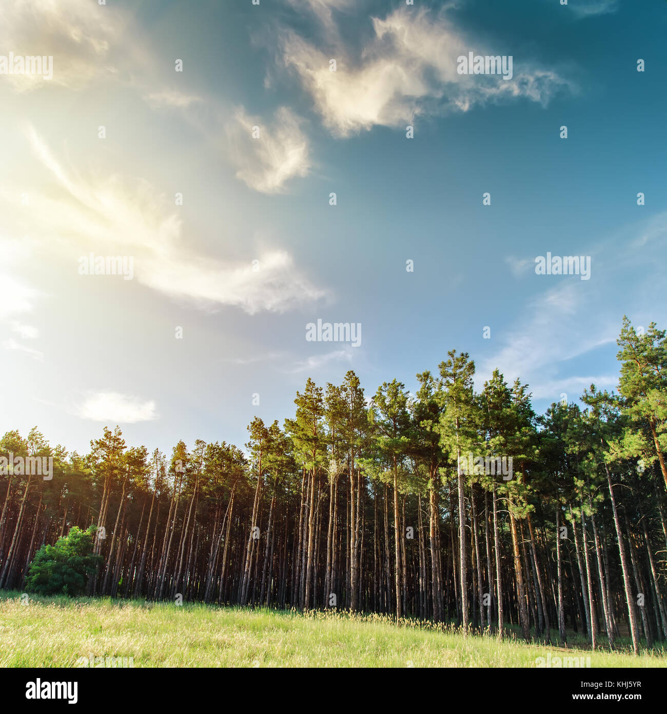 edge of the forest and sunset Stock Photo - Alamy