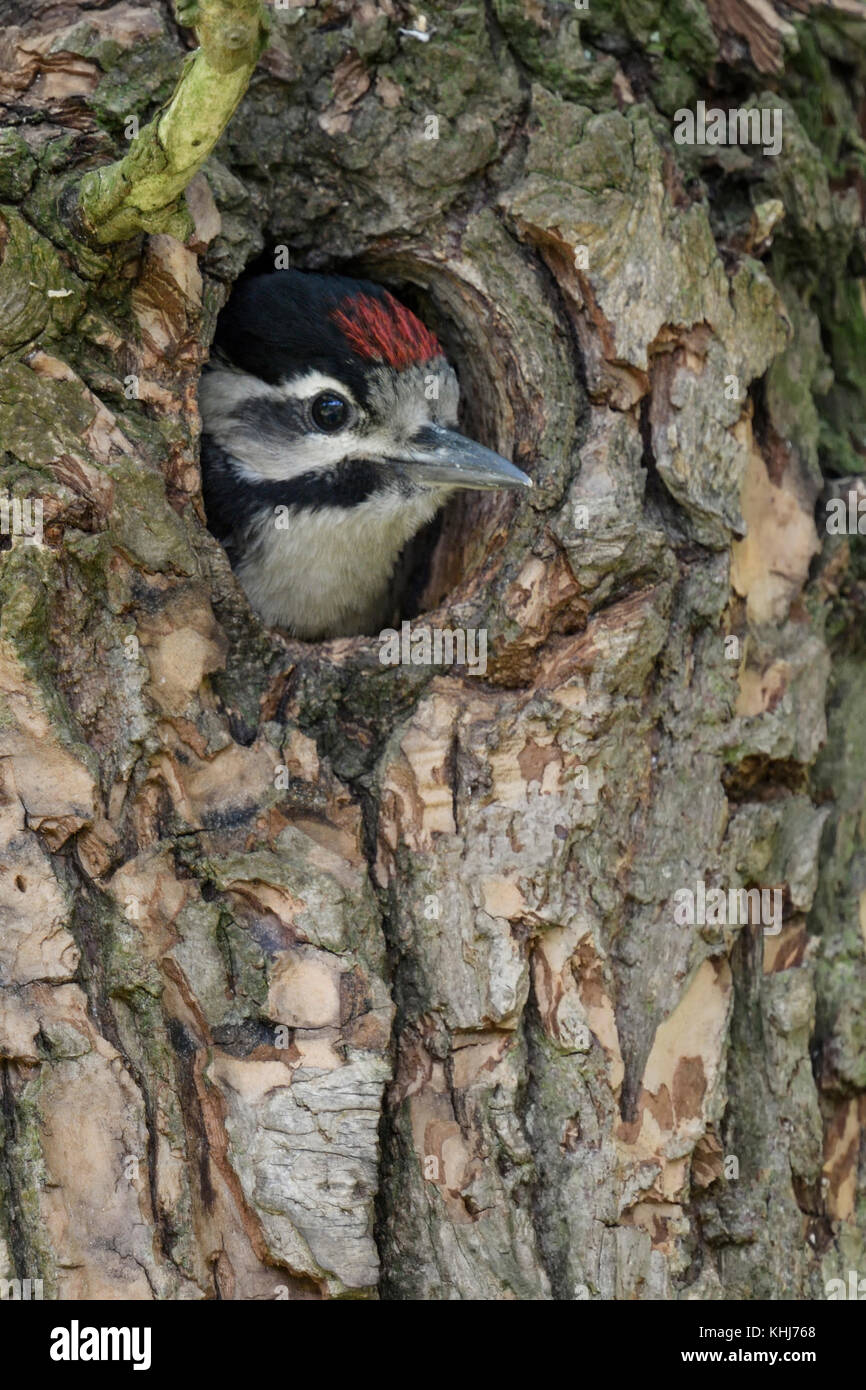 Greater / Great Spotted Woodpecker ( Dendrocopos major ), chick,  young, juvenile, watching out of its nest hole, waiting for ist parents, Europe. Stock Photo