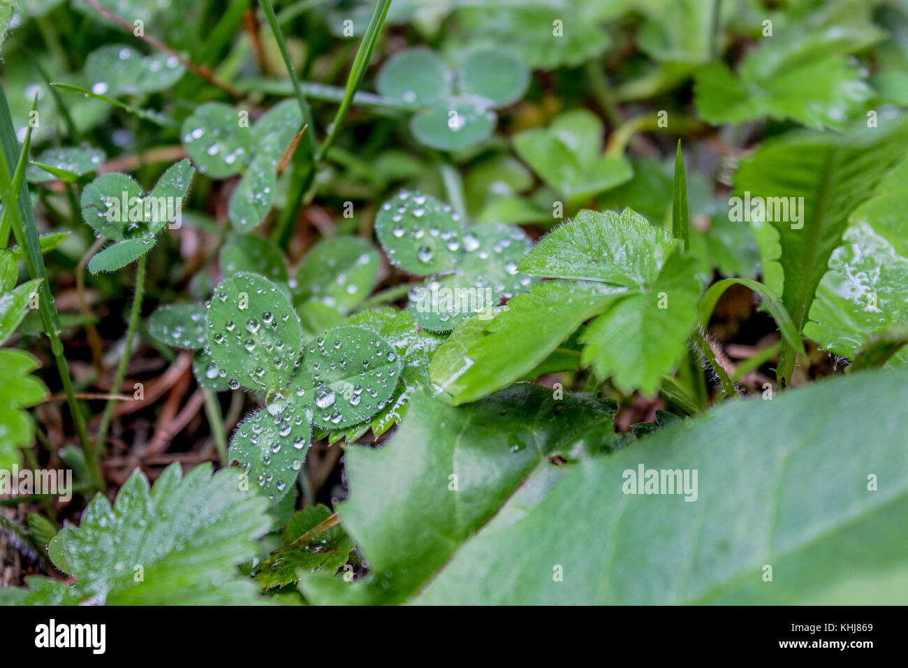 Leaves plant and moss stock image. Image of comfort - 101734993
