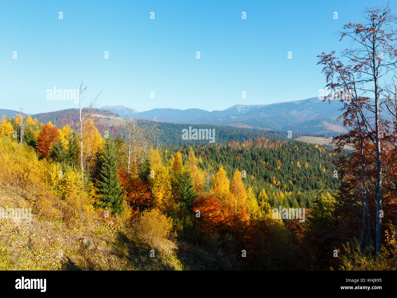 Morning autumn slopes (with colorful forest) of Carpathians (Yablunytskyj Pass, Ivano-Frankivsk oblast, Ukraine). View on Gorgany mountain range. Stock Photo